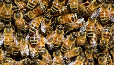 Bees Bees