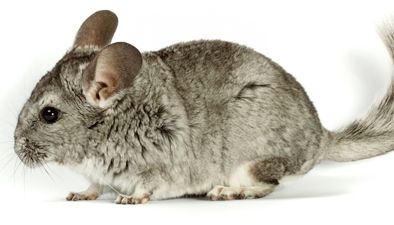 Chinchillas Chinchillas