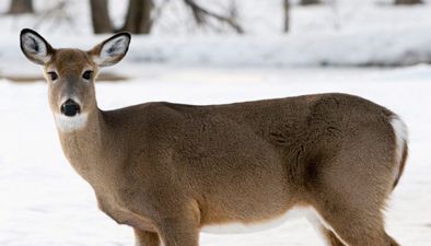 Game animals Game animals