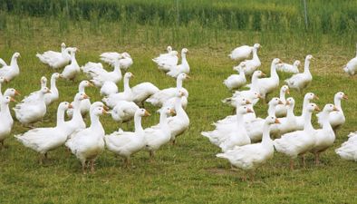 Poultry – ducks and geese Poultry – ducks and geese