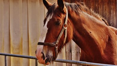 Horses Horses