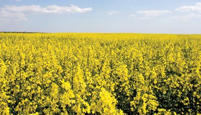 Premixes, concentrates and farm minerals Premixes, concentrates and farm minerals