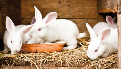 Rabbits Rabbits