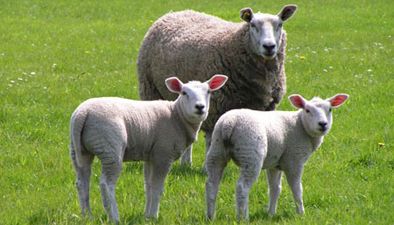 Sheep Sheep