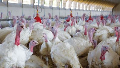 Poultry – turkeys Poultry – turkeys