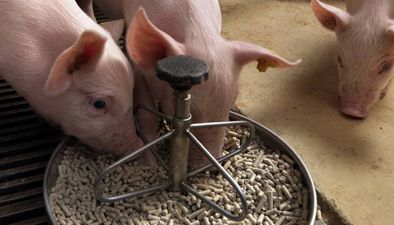 Young animal feed Young animal feed
