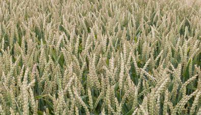 Arable Arable