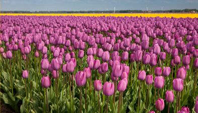 Flower bulbs Flower bulbs