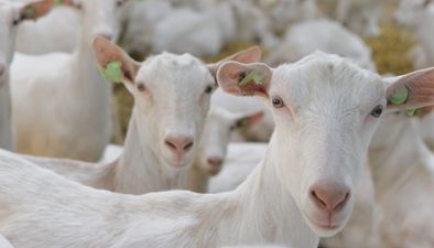 Goats Goats