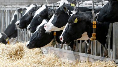 Dairy cattle Dairy cattle