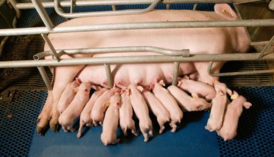 Pigs Pigs