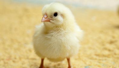 Poultry - broilers Poultry - broilers