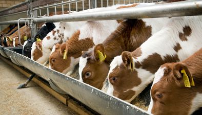 Beef cattle Beef cattle